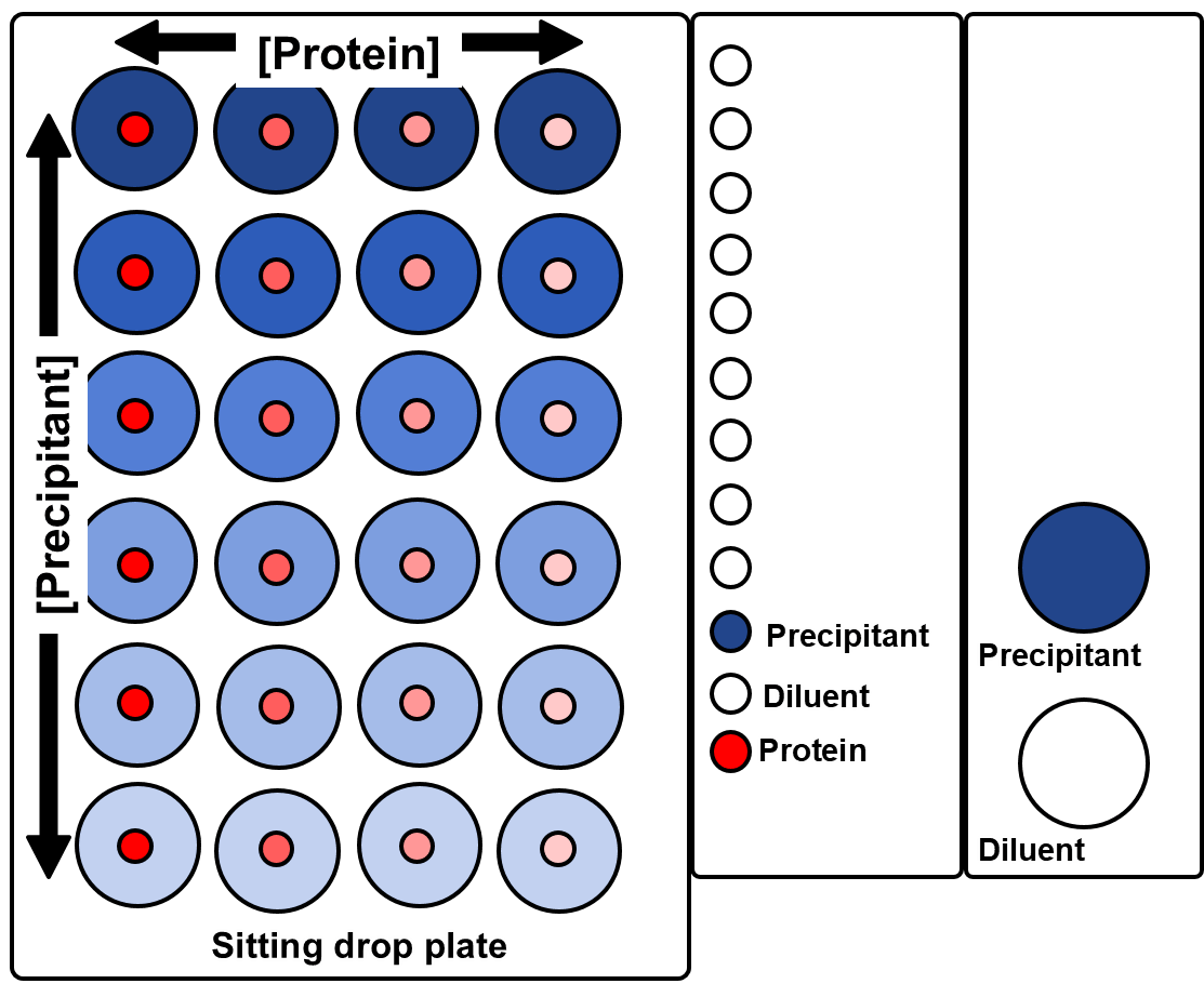 2D gradient optimization in protein crystallization using Oryx robot